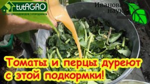НИКОГДА НЕ ВЫБРАСЫВАЙТЕ ПАСЫНКИ! Из пасынков делаем супер удобрение для подкормки томатов. Рецепт!