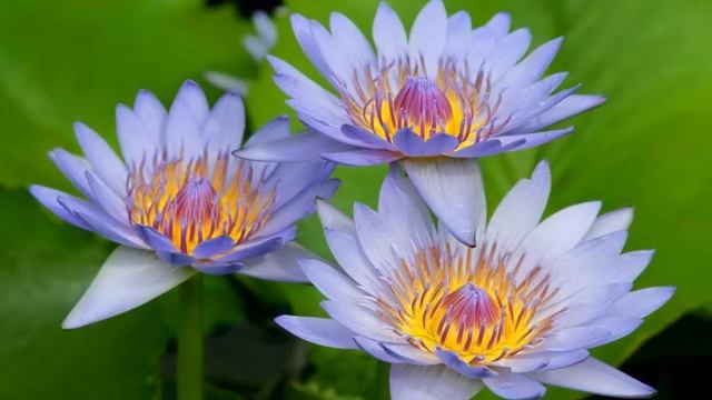 Эффекты для Proshow Producer бесплатно смотреть онлайн