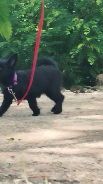 Пуговка (русиш)