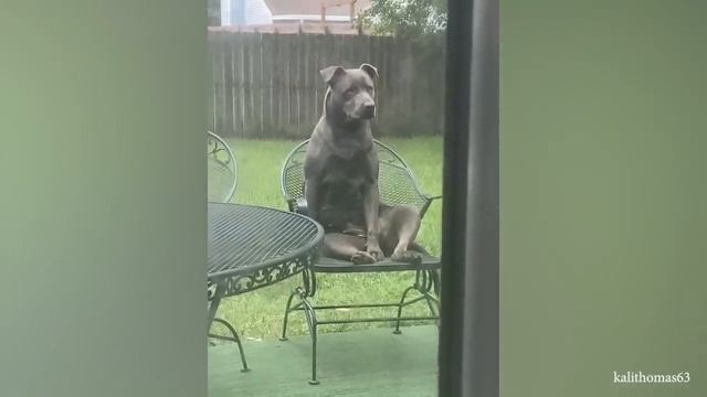 Когда вам нужна собака для защиты но вам нужен комик - Смешные животные 2023 смотреть онлайн