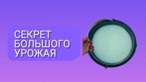 Бабушка поделилась. ПОДКОРМИТЕ томаты в июле