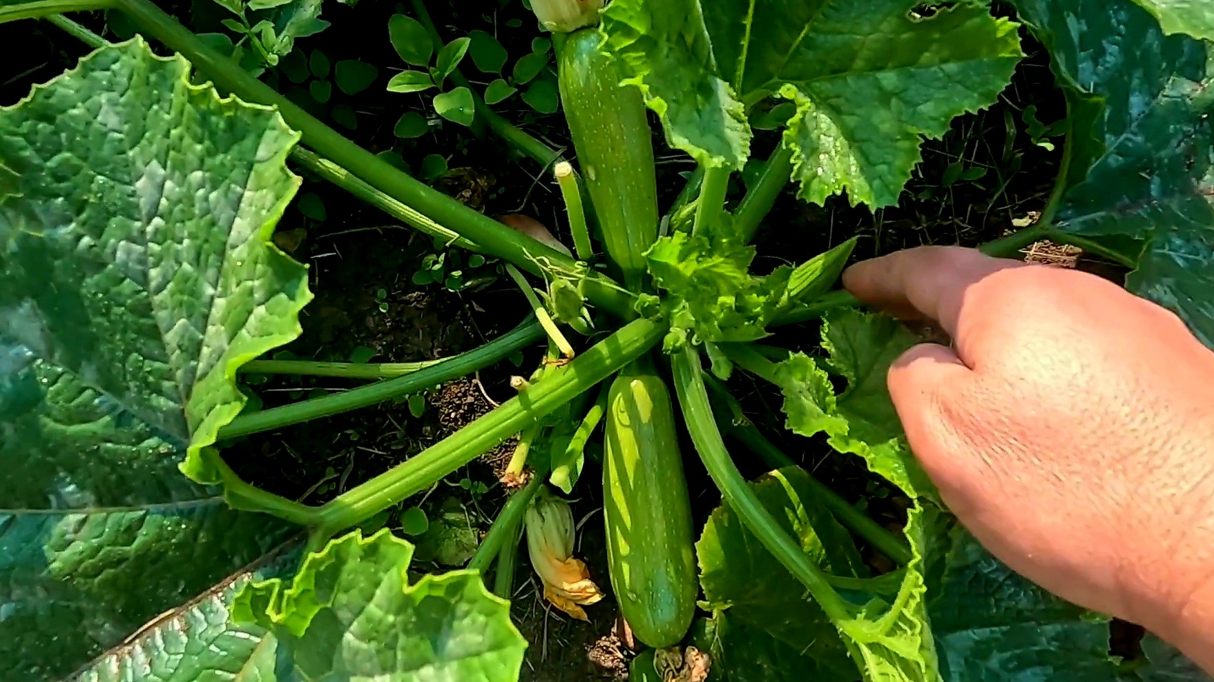 Кабачки будут плодоносить без остановки!! Удалять или нет мужские цветы!! смотреть онлайн