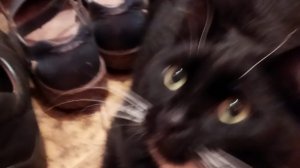 кото шоу с Машей 💕