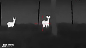 Охота на европейскую лань с SFH VARG L25