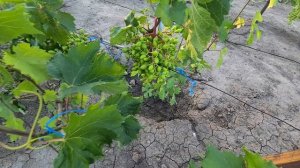 ОЧЕНЬ ИНТЕРЕСНЫЕ НОВИНКИ ГФ ВИНОГРАДА!!! 27.06.2025г.