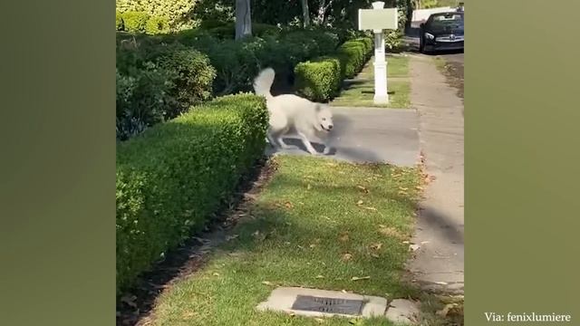 Самые забавные животные 2023 года, которые скрасят Ваш долгий день смотреть онлайн