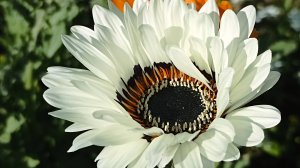 Венидиум пышный Амаретто расцвёл