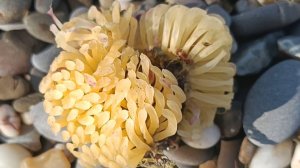 БАЗА ОТДЫХА ,,ПРИБОЙ". МОРЕ И МЕДУЗЫ