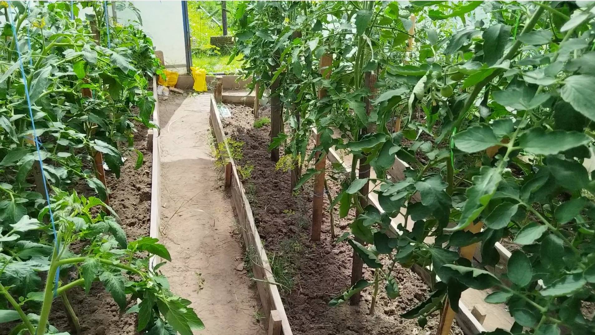 На улице прошел дождь. У меня тепличные дела не заканчиваются. смотреть онлайн