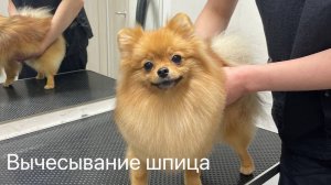 Вычесывание шпица: как бороться с колтунами?