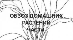 Обзор домашних растений часть 4