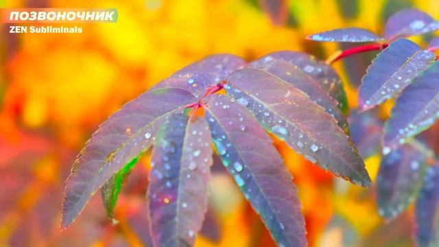 Исцеление позвоночника. НОВЫЙ Саблиминал. Скрытые Аффирмации