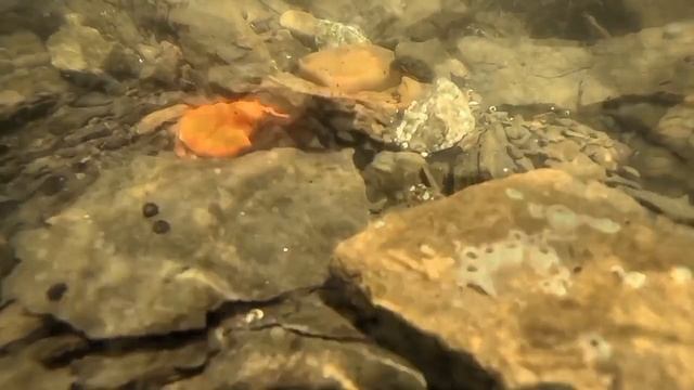 Дайверу повезло: в Приморье сняли краба, которого не встретишь в справочниках смотреть онлайн