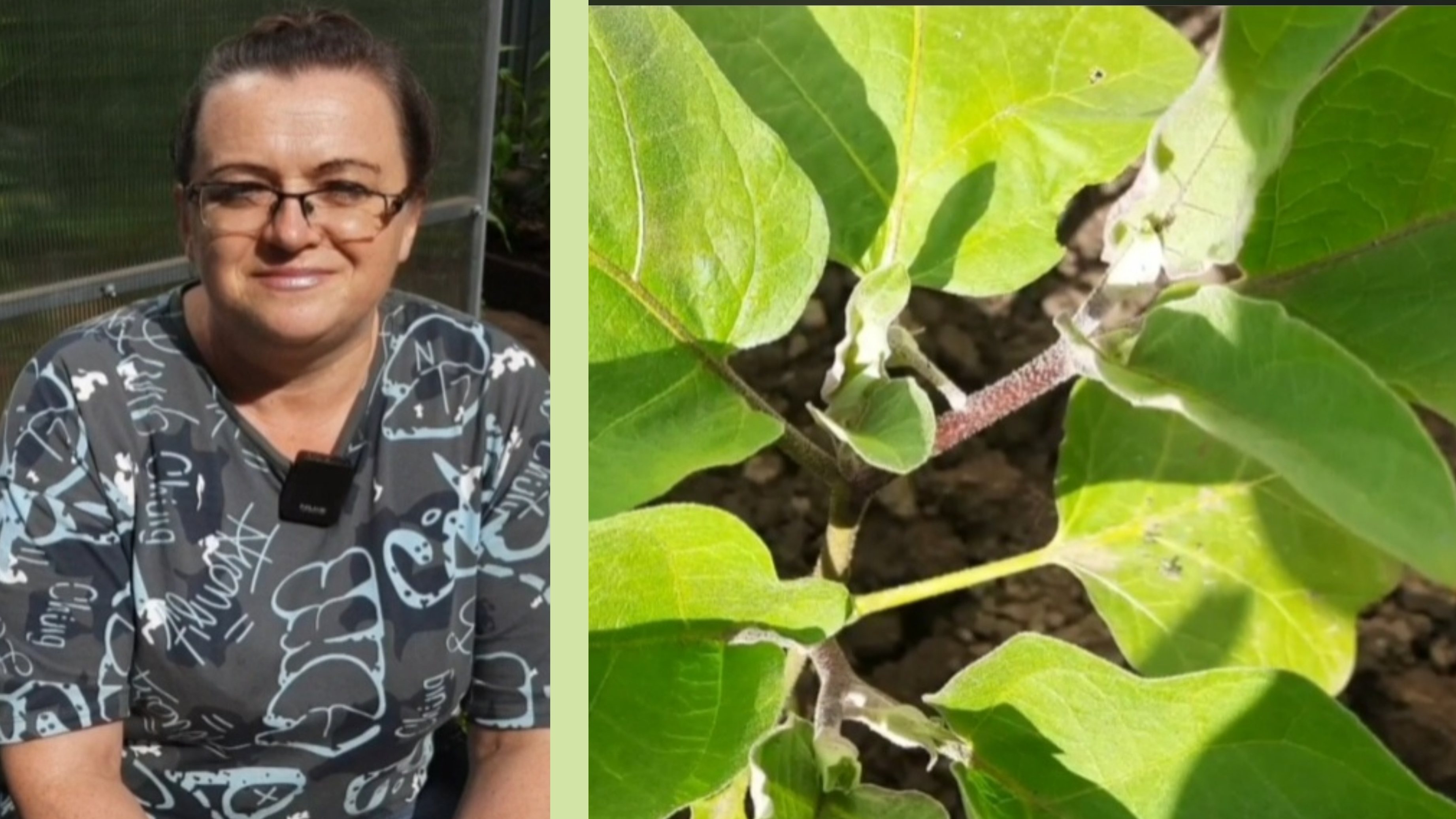 Уход за баклажанами в июне. Не делайте так никогда смотреть онлайн