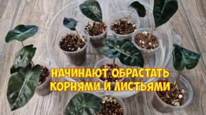 Алоказия из клубня. Обзор малышей Полли. Адаптация в органоминеральном грунте