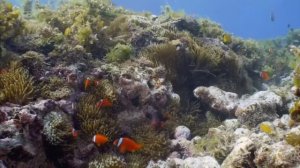 Дикая природа океанов 2 часть   Wildlife of the oceans 2 part