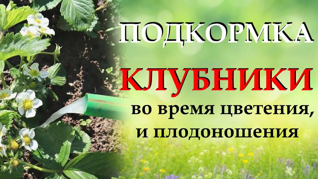 Чтобы цвет и завязи не опали. Подкормка клубники во время цветения смотреть онлайн