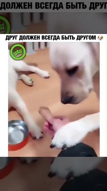 Друг всегда должен быть другом! 💪👍🐕😎🤝 смотреть онлайн