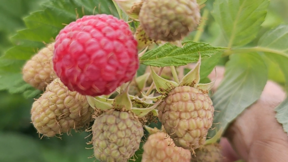 Малиновое дерево Сказка смотреть онлайн