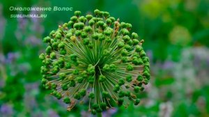 ИЗБАВЛЕНИЕ ОТ СЕДИНЫ.