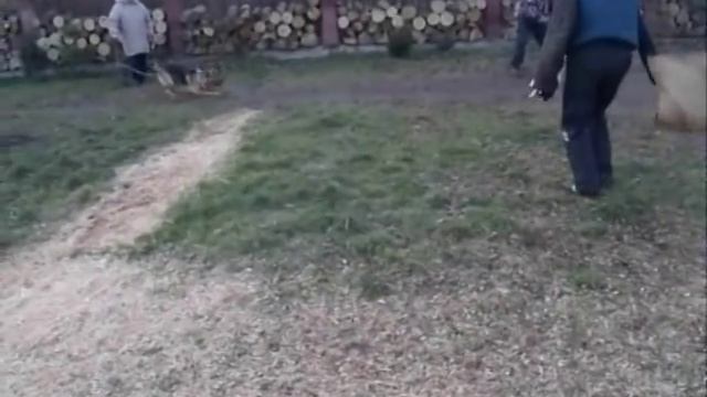 Обучение злобе. Дрессировка в школе ШАНС