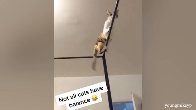 Вы НАВЕРНОЕ ЕЩЕ НИКОГДА ТАК НЕ СМЕЯЛИСЬ! - Забавные ЖИВОТНЫЕ смотреть онлайн