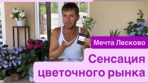 Мечта Лесково- революция среди метельчатых гортензий. Распаковка посылки