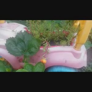 Сад огород , животные