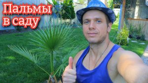 Экзотические растения в моём саду! Пальма в России это реально