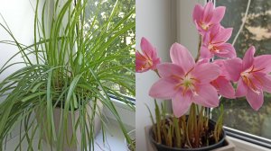 Как заставить зефирантес цвести? 100 % работающий способ