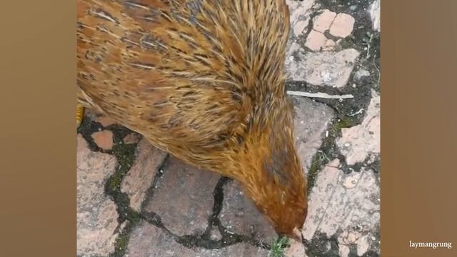 ЖИВОТНЫЕ ПРОСТО НЕ ПЕРЕСТАЮТ НАС СМЕШИТЬ - Невероятные Моменты С Животными Сняты На камеру смотреть онлайн