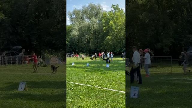 БЕБИ СУКИ / КЧК ТОЛЬЯТТИ 14 июня`25 Е.Пудеев Моно немецких овчарок