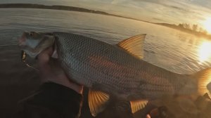 ДЕШЕВЫЕ ПРИМАНКИ ЛОВЯТ ВСЮ РЫБУ! Жерех, Язь. Рыбалка на спиннинг 2025. Река Волга.