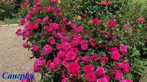 Сангрия роза 28.06.2025 г