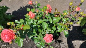 В нашем саду начала цвести роза флорибунда Шакенборг