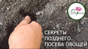 СЕКРЕТЫ ПОЗДНЕЙ ПОСАДКИ ОВОЩЕЙ