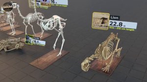 Размеры скелетов некоторых современных и вымерших животных в 3D