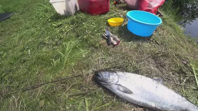 Камчатка р. Большая , Первая рыба р. Начилова первая чавыча и сима. 2025 года