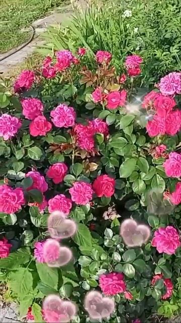 позитивчик🎼🌱 смотреть онлайн