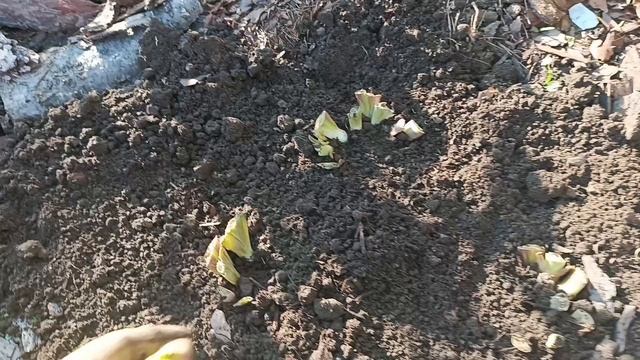 Секрет😊 что нужно сделать ,чтобы был большой урожай огурцов. Высаживаю ирисы. смотреть онлайн