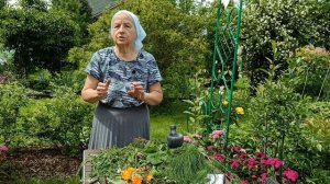 Лечение желудка  травами. Тысячелистник.