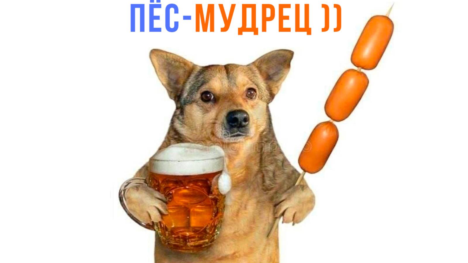 ПЁС-МУДРЕЦ ))) Приколы | Мемозг 1626 смотреть онлайн