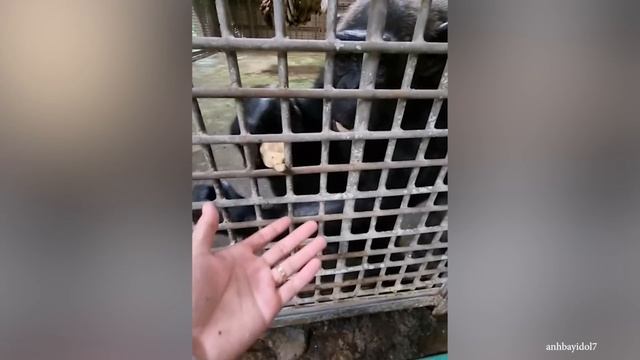 50 невероятных моментов с животными, снятых на камеру смотреть онлайн