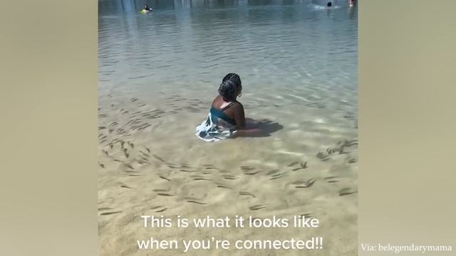 Забавное животное, которое может привнести счастье в ваш день смотреть онлайн