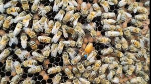 Отводок на одну рамку печатного расплода!