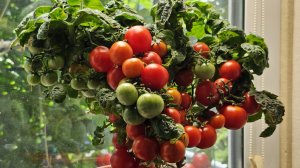 Томаты на подвоях.