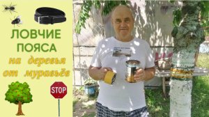 Ловчие пояса на плодовые деревья от муравьёв