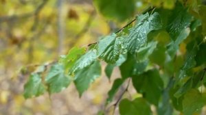 ЗАПУСК ПЕРИСТАЛЬТИКИ за 30 ДНЕЙ!*ГЛУБОКАЯ  РАБОТА С ПИЩЕВАРИТЕЛЬНОЙ СИСТЕМОЙ*САБЛИМИНАЛ