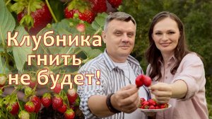 Клубника гниет на кусту ЧТО ДЕЛАТЬ