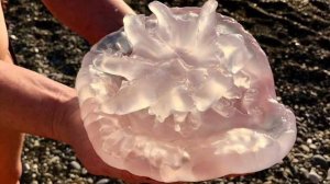 ОТПУСКАЕМ МЕДУЗ В СВОБОДНОЕ ПЛАВАНИЕ